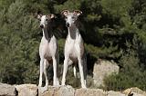 WHIPPET 162